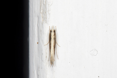 Erechthias stilbella