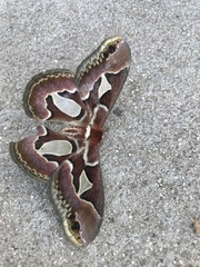 Rothschildia jacobaeae
