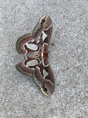 Rothschildia jacobaeae