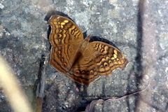 Junonia chorimene