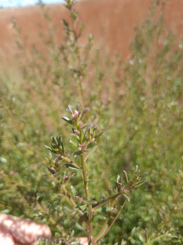 Baccharis linearifolia, photograph 2