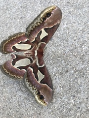 Rothschildia jacobaeae