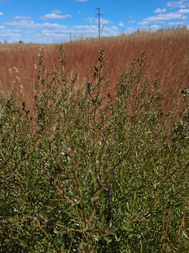 Baccharis linearifolia