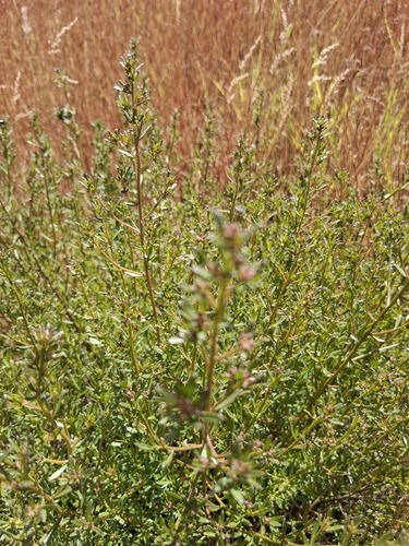 Baccharis linearifolia, photograph 3