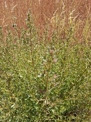 Baccharis linearifolia, photograph author not stated, no rights reserved