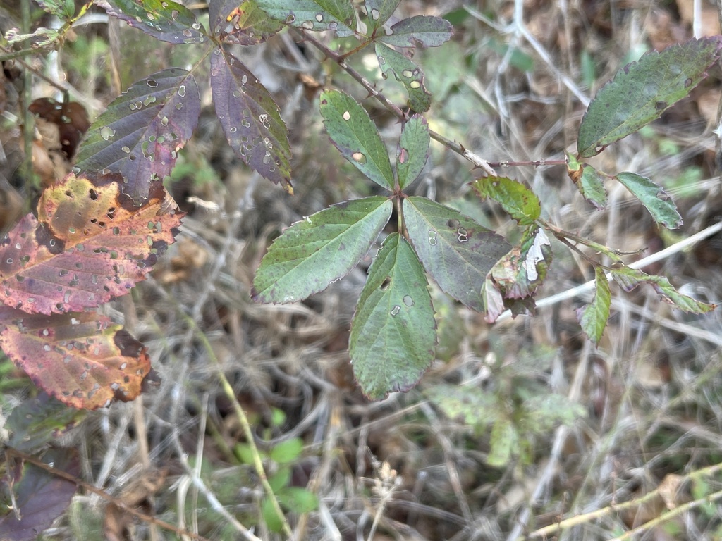 Rubus lassus