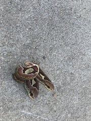 Rothschildia jacobaeae