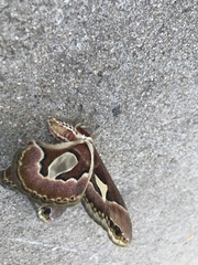 Rothschildia jacobaeae