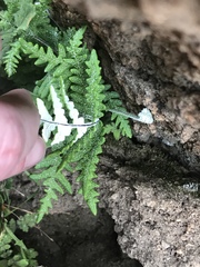 Pentagramma rebmanii