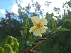 Odontadenia hypoglauca