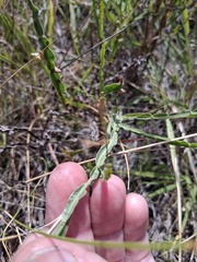 Baccharis crispa, photograph author not stated, no rights reserved