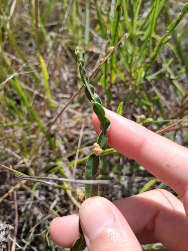 Baccharis crispa, photograph 4