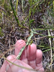 Baccharis crispa, photograph author not stated, no rights reserved