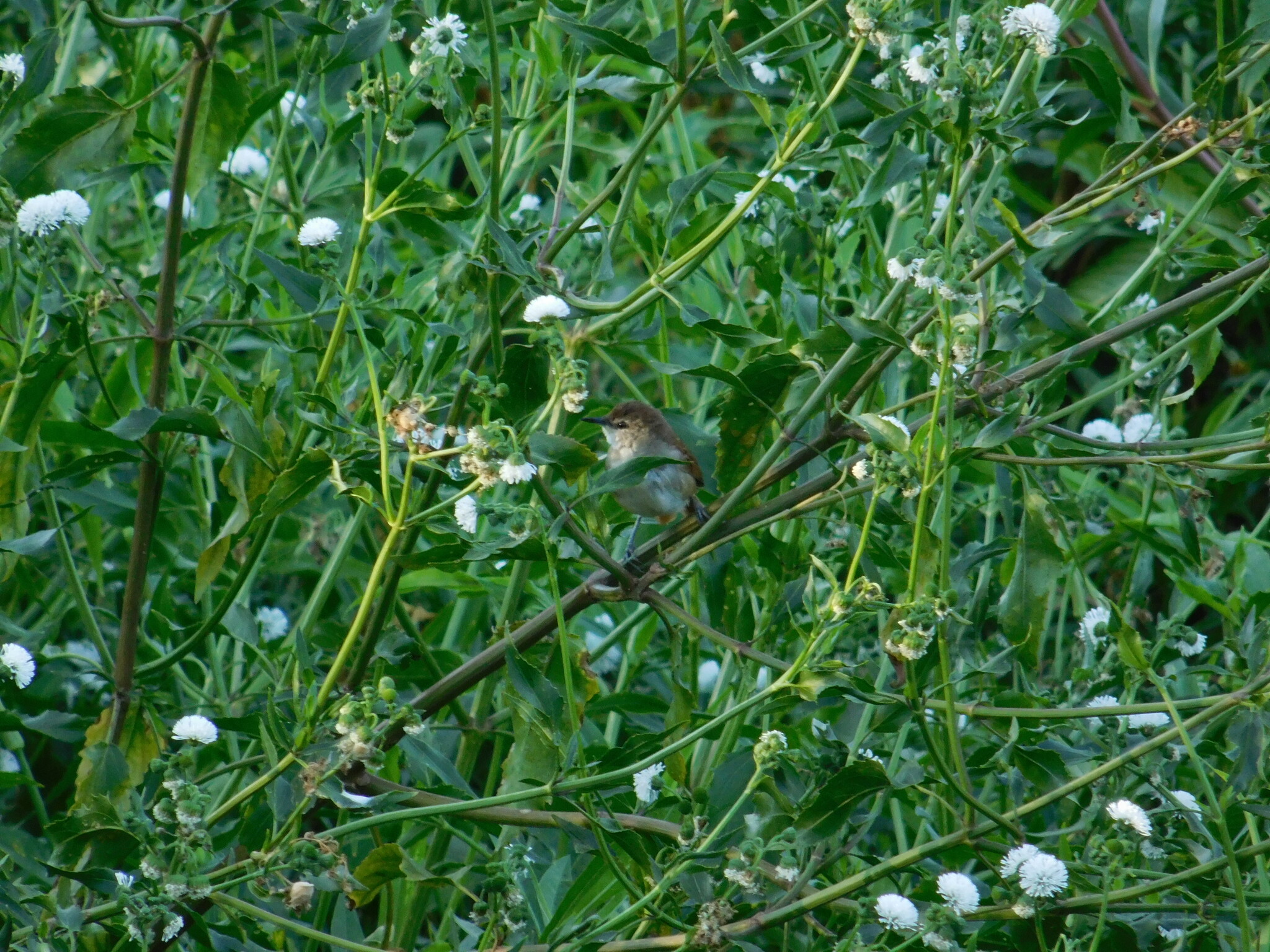 Yellow-chinned Spinetail (Certhiaxis cinnamomeus), photo 7