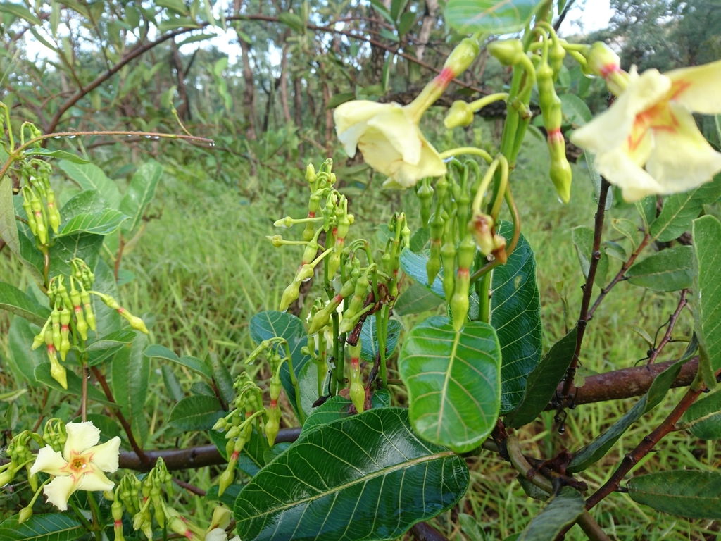 Odontadenia hypoglauca