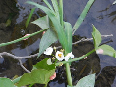 Pablo Bombín, CC BY, iNaturalist via GBIF Sagittaria montevidensis, photograph Pablo Bombín, CC BY, iNaturalist via GBIF