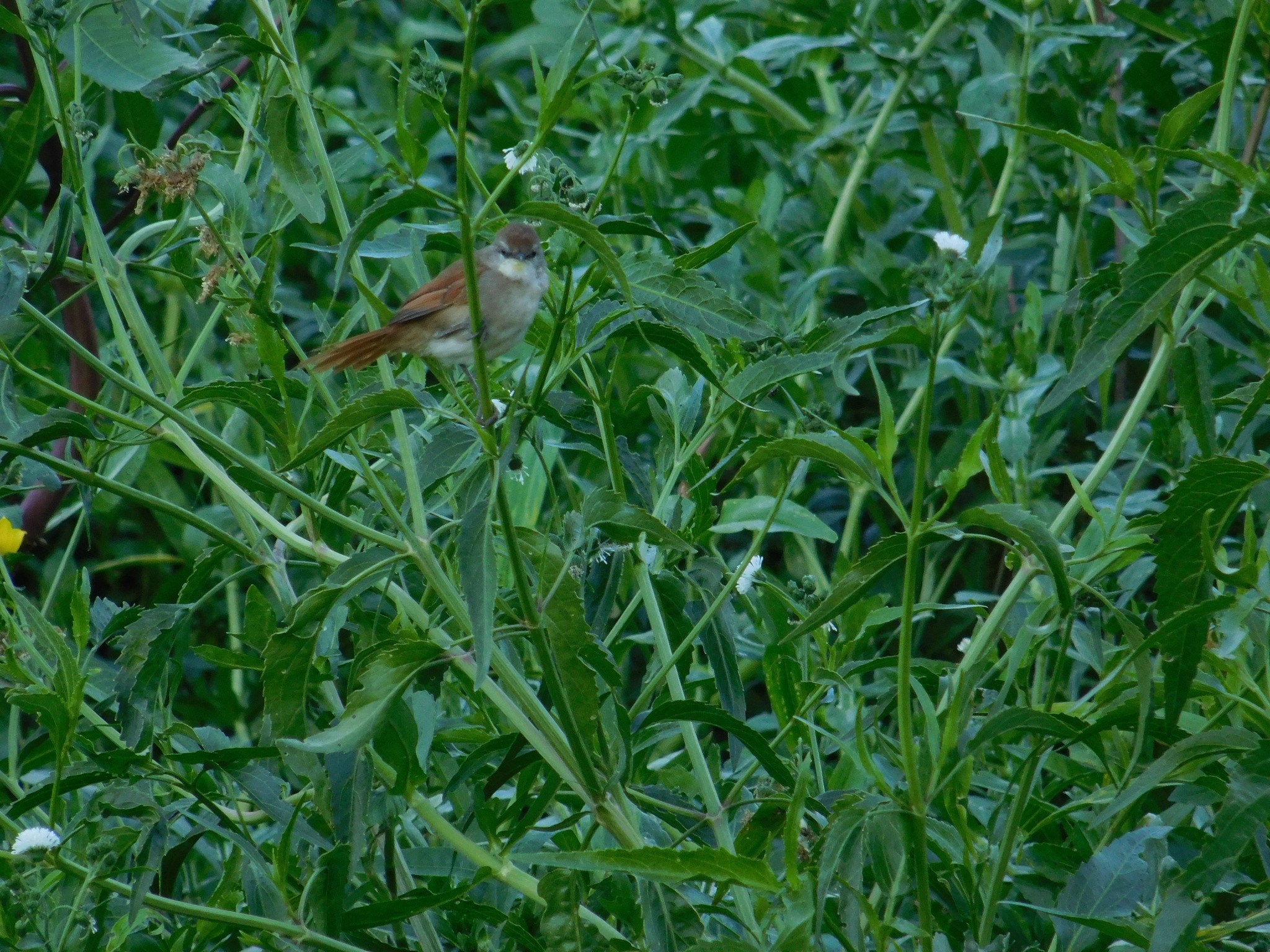 Yellow-chinned Spinetail (Certhiaxis cinnamomeus), photo 8