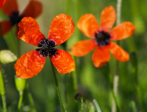 Prickly Poppy (Roemeria argemone)