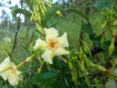 Odontadenia hypoglauca