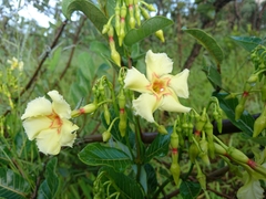 Odontadenia hypoglauca
