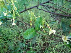 Odontadenia hypoglauca