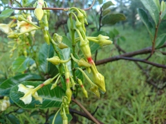 Odontadenia hypoglauca