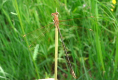 Lestes plagiatus
