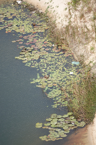 Rudge's Waterlily (Nymphaea rudgeana)