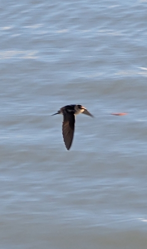 Cave Swallow (Petrochelidon fulva), photo 1