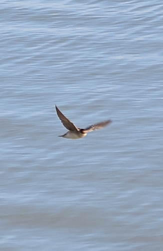 Cave Swallow (Petrochelidon fulva), photo 2