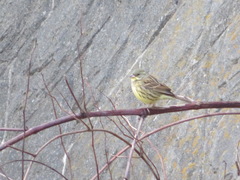 Emberiza personata