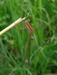 Lestes plagiatus