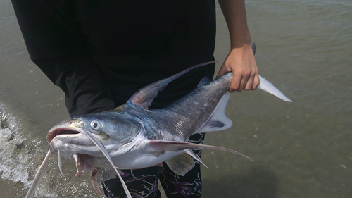 Red Sea Catfish