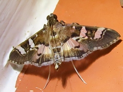 Desmia ufeus