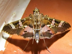 Desmia ufeus