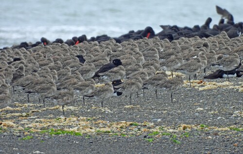 Hudsonian Godwit (Limosa haemastica), photo 5