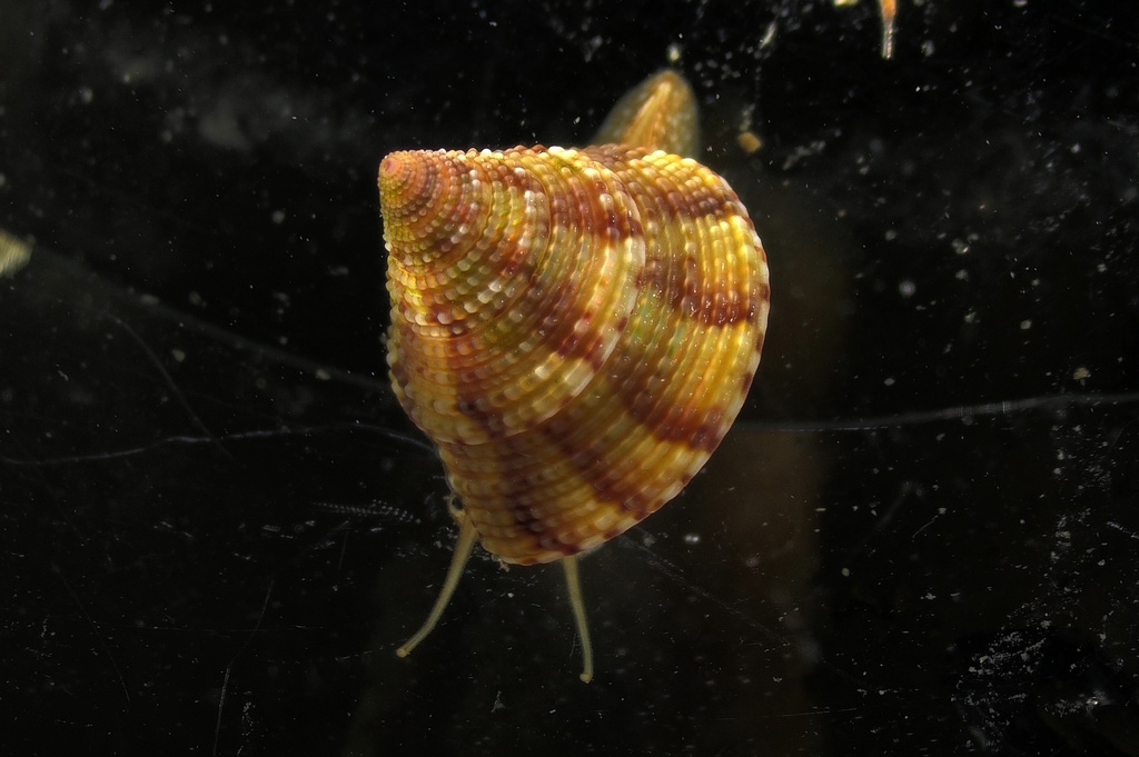 Calliostoma adspersum