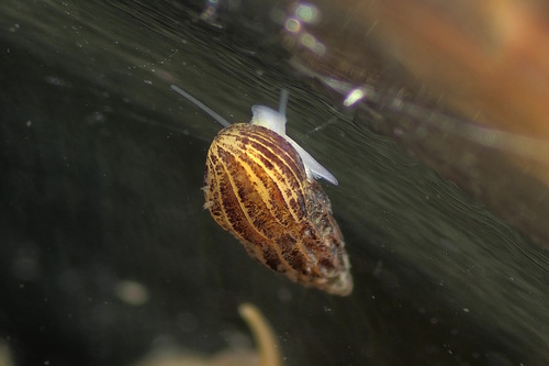Schwartziella bryerea, 2026-01-30