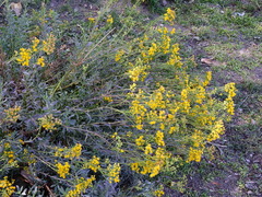 Senecio subumbellatus