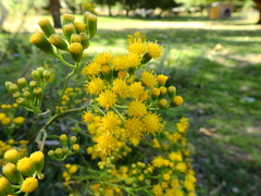 Senecio subumbellatus