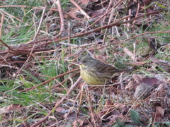 Emberiza personata
