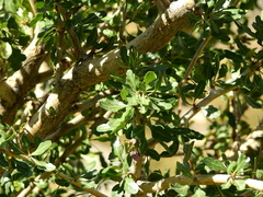 Schinus odonellii
