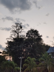 Glaucidium cuculoides