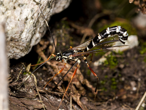 Rhyssa amoena