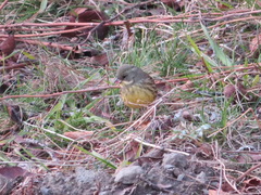 Emberiza personata