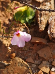 Oxalis ericifolia
