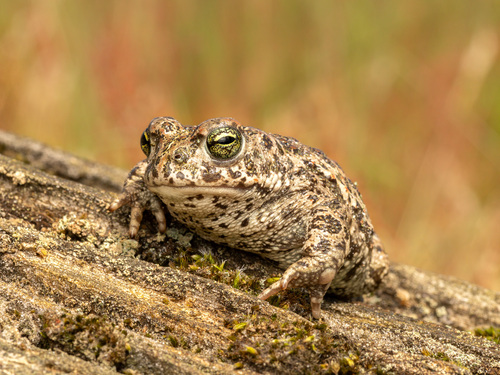 Natterjack Toad, 4631 Hoogerheide, Netherlands, photo 6 of 10