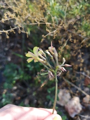 Oxalis pes-caprae sericea