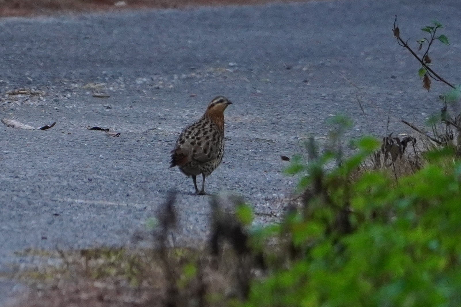 Mountain Bamboo Partridge (Bambusicola fytchii), photo 1
