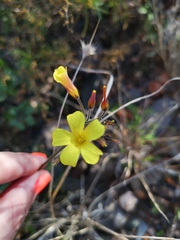 Oxalis pes-caprae sericea